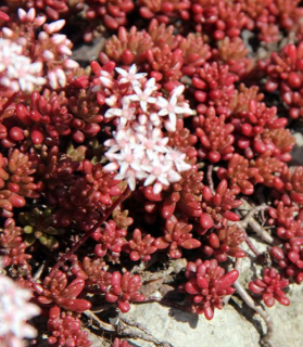 Sedum album 'Coral Carpet' 